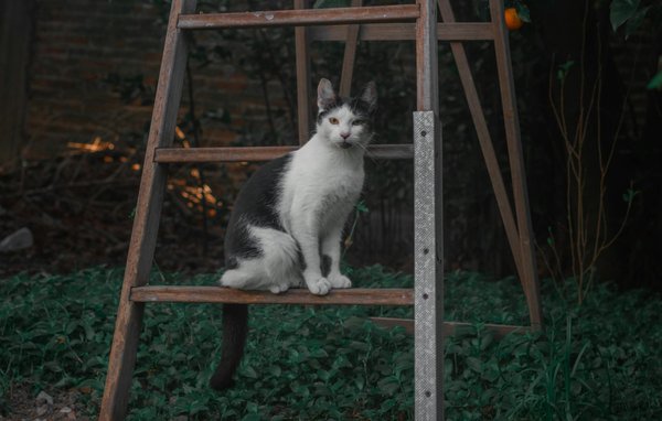 Les Effets Inattendus des Myrtilles sur la Mémoire et la Concentration : Plongez dans leurs Bienfaits Étonnants!