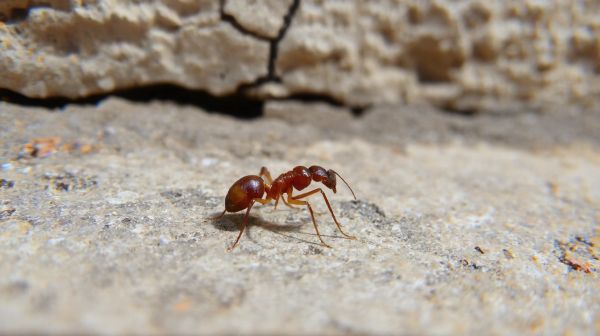 Les meilleures astuces pour se débarrasser des fourmis à Toulon